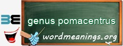 WordMeaning blackboard for genus pomacentrus